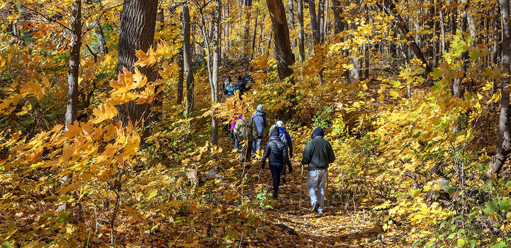 A group of hikers in the woods with golden autumn foliage