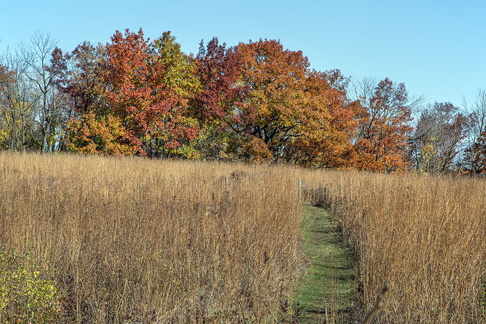 The prairie at Wehr Nature Center.