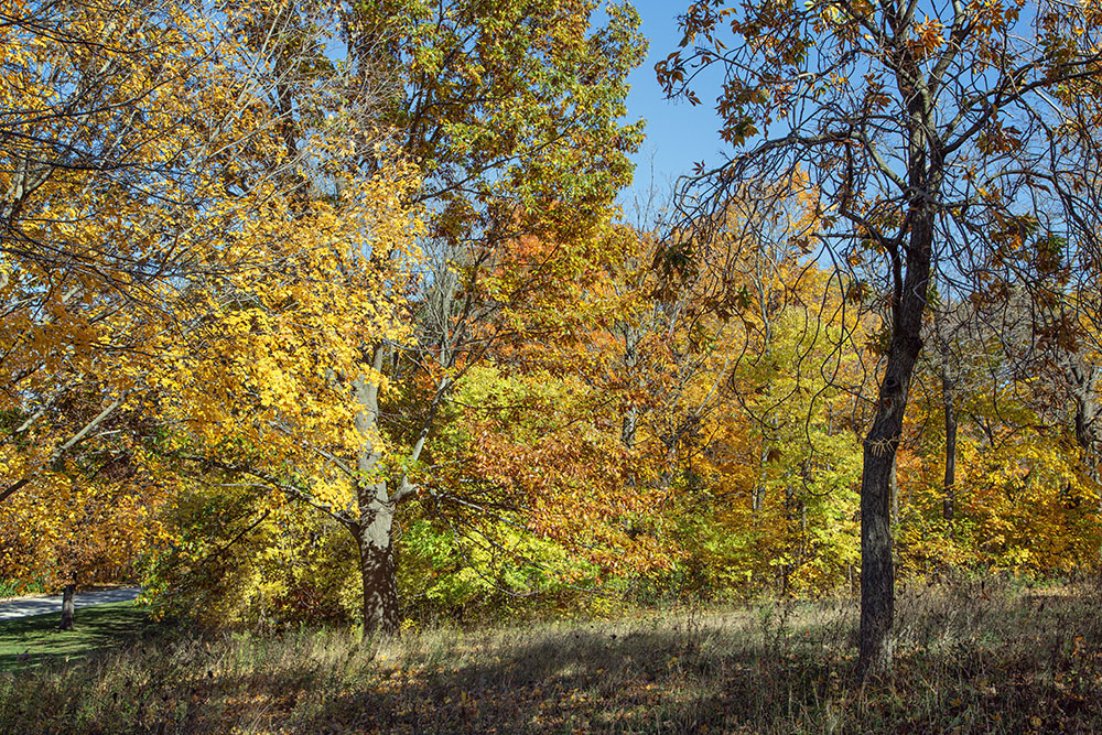 A blaze of autumn next to the Whitnall Golf Course parking lot.