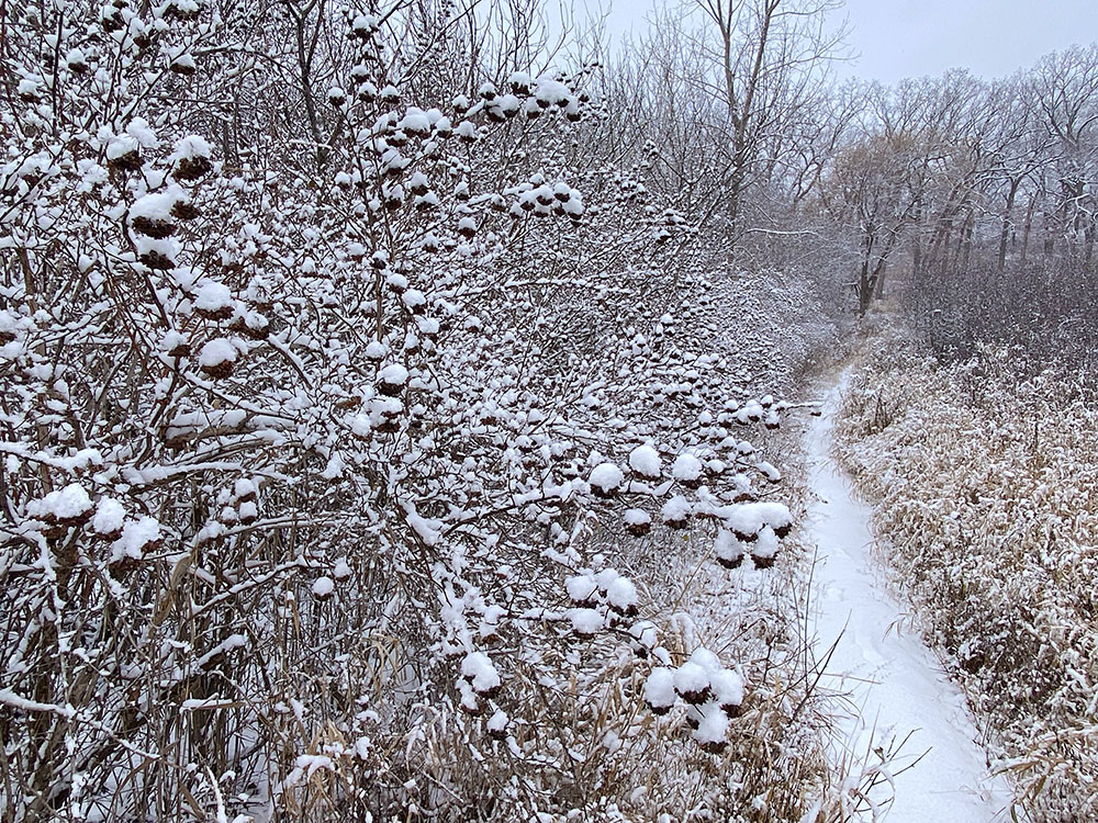 Common ninebark, a tall native shrub, reaches out as if in supplication.