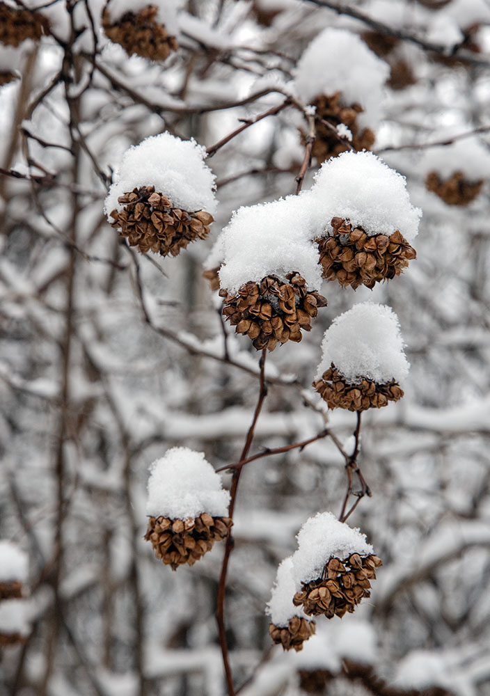 Common ninebark seeds wearing snowy caps.