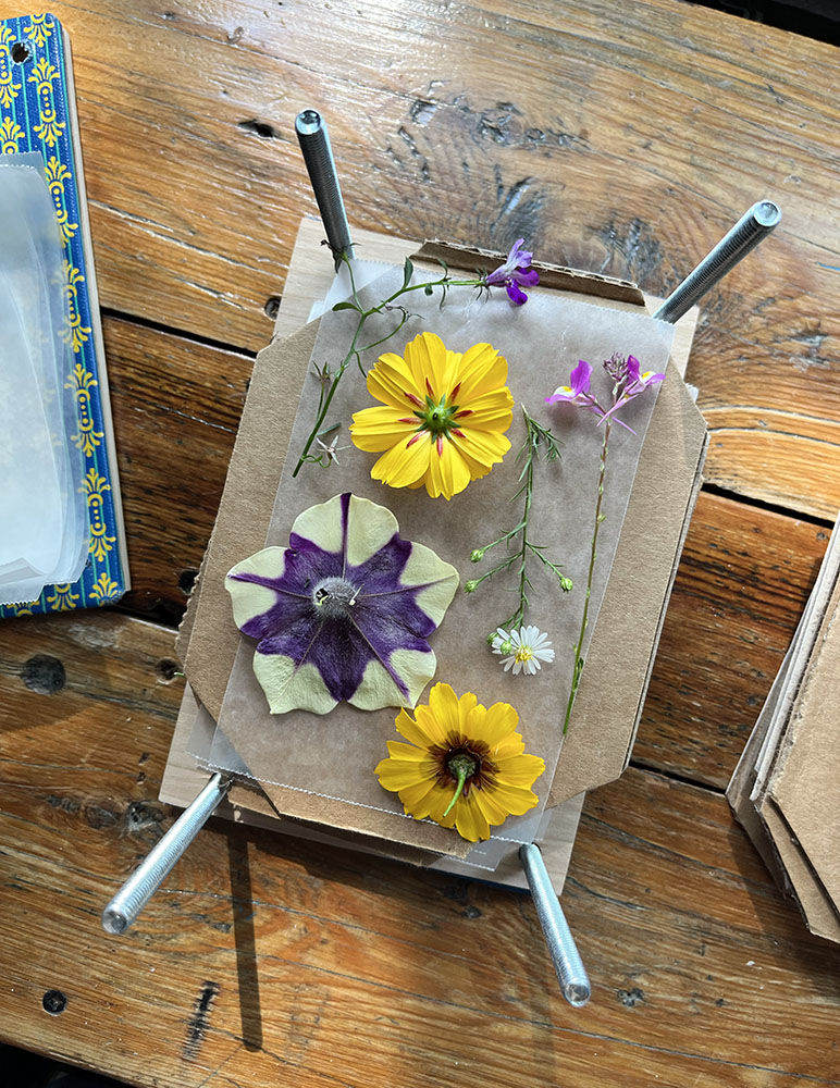 Vintage book repurposed into a plant press for preserving plants and flowers, and for eco printing and cyanotypes (above and below).