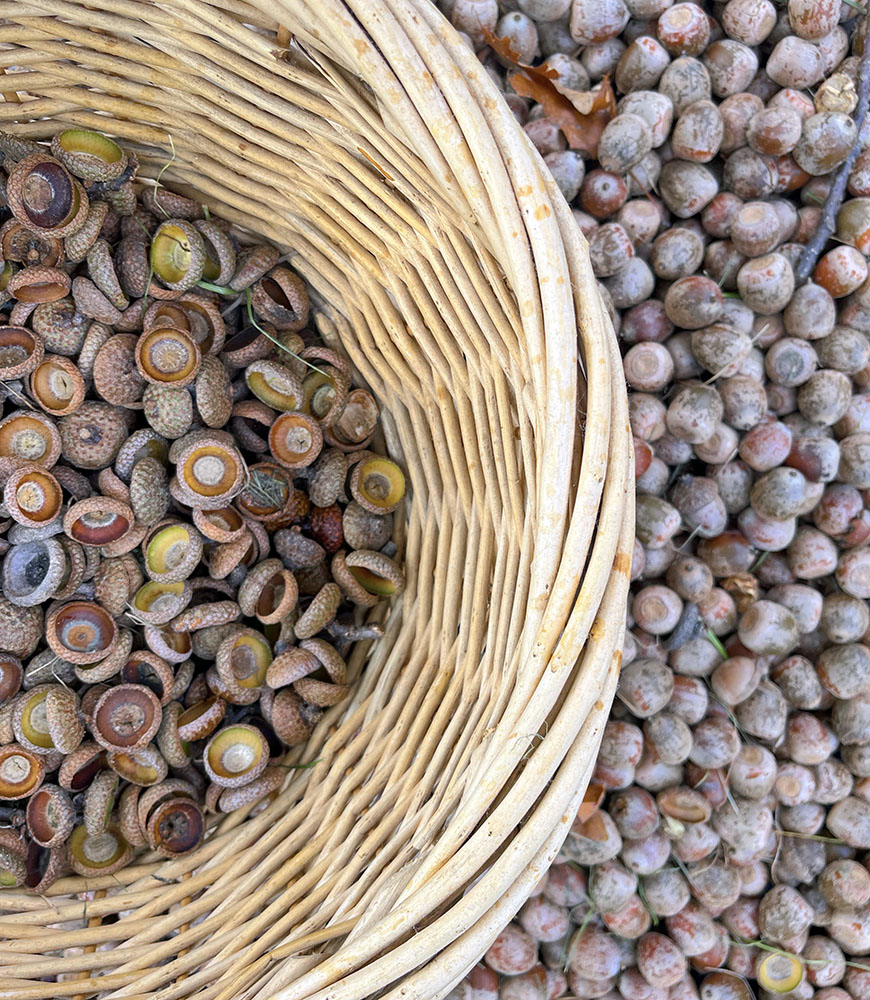 Acorns harvested and used to dye cotton with an iron modifier.