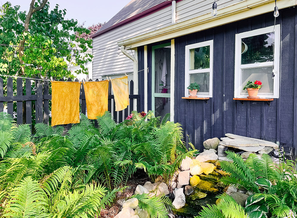 Cotton panels dyed with curly dock drying in front of the garden dye studio.