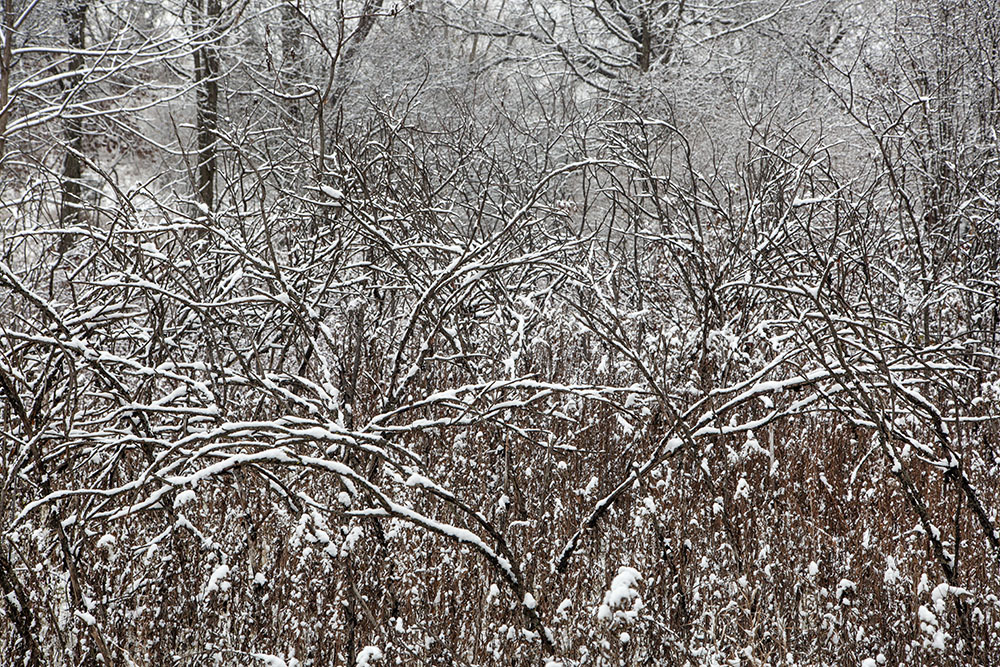 The trail reaches an impenetrable thicket.