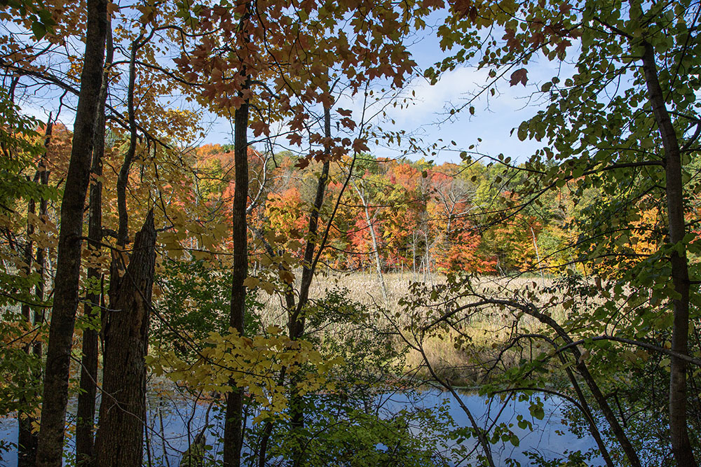 Kettle through trees.