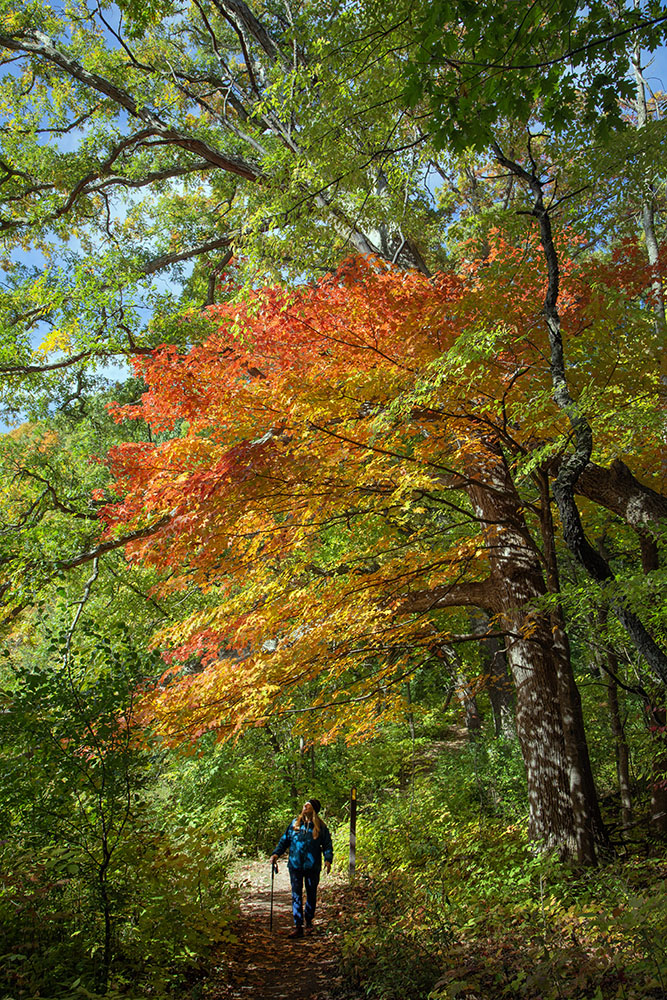 A splash of color on the Ice Age Trail.