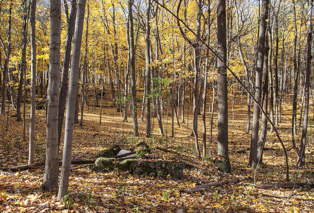 Deep in the woods we found a second foundation, its purpose more mysterious than the first.