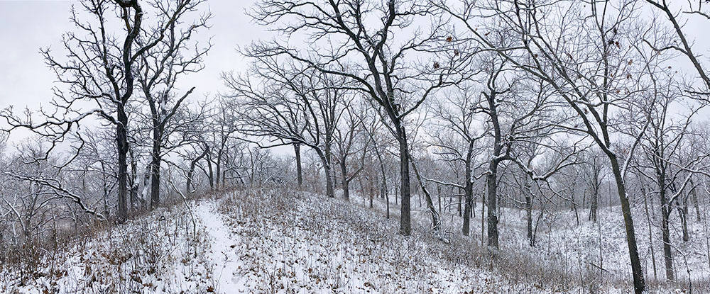 A panorama of rolling hills at Genesee Oak Opening and Fen State Natural Area.