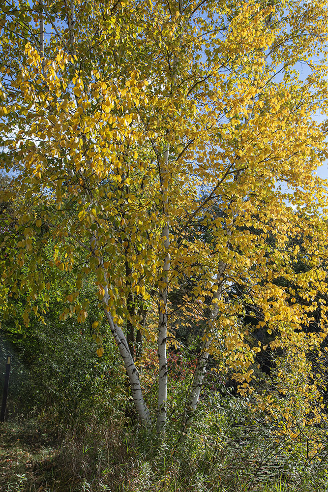 A trio of birches.