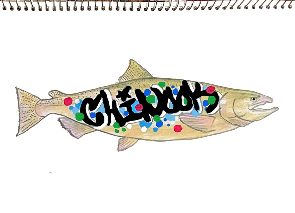 "Chinook Salmon with Grafitti." Pencil sketch with gouache.