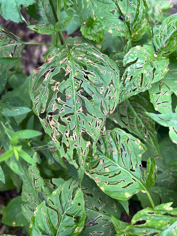 Diseased leaves in the Greenway.