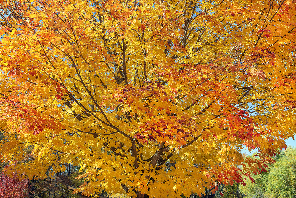 A fiery maple tree at Pringle Nature Center is just one example of the blaze of color in Kenosha County.