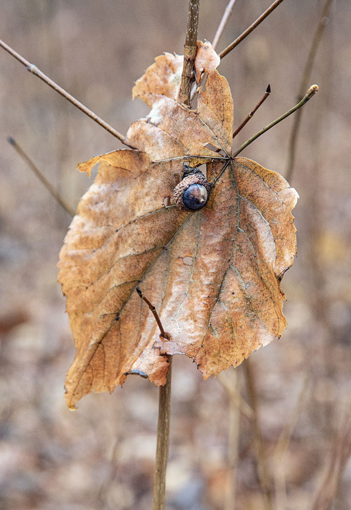 Life and death coexist naturally in the forest.