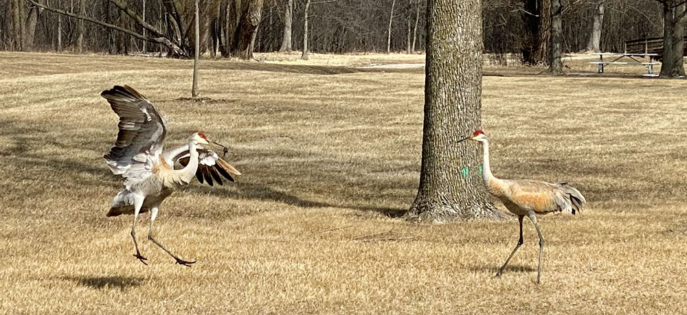 Sandhill cranes engaged in a mating dance at Alt Bauer Park in Germantown.