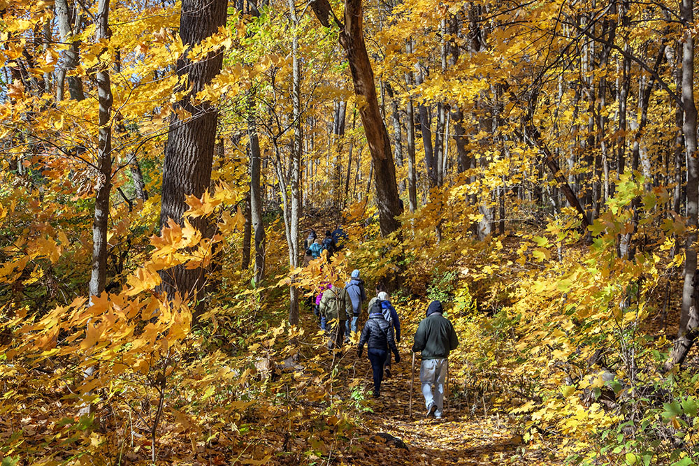 Hikers on a guided tour of Mangan Woods, a surprising hidden gem in the Root River Parkway, Franklin.