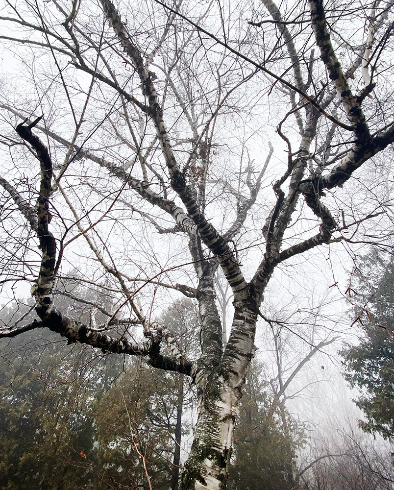 Glancing skyward, a frenetic dance of birch limbs, branches, twigs rises up into the fog.