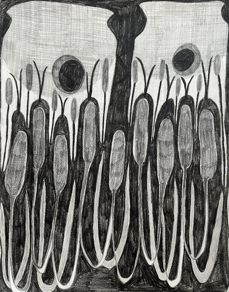 Cattail. 2023. graphite on paper.