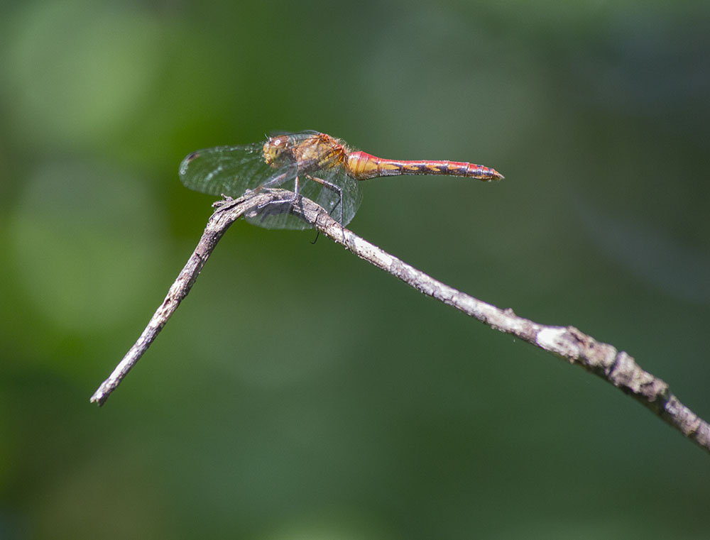 Meadowhawk dragonfly. Cedarburg Bog State Natural Area, Saukville. 