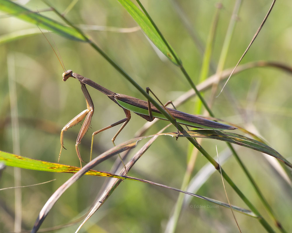 Praying mantis. Chiwaukee Prairie State Natural Area, Kenosha.