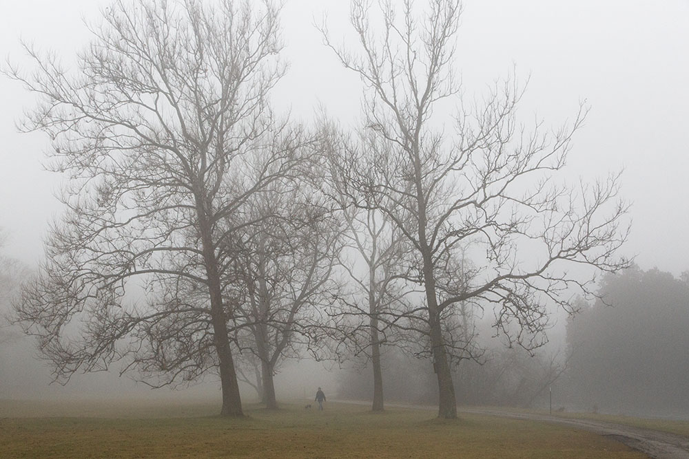 The trees sway in time to a cadence far too slow for us humans to hear.