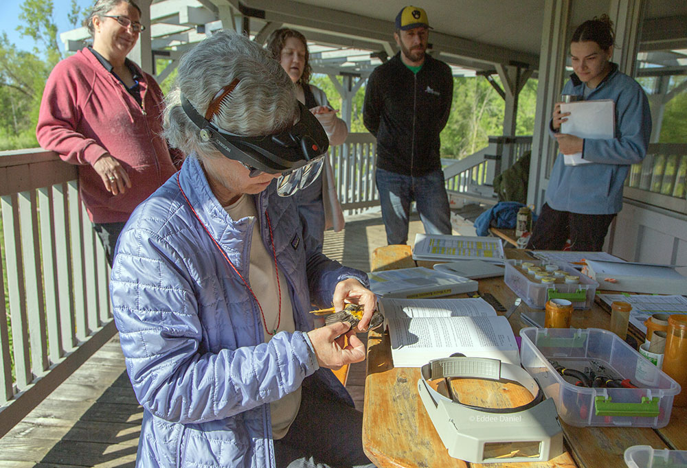 Visitors watch a bird banding demonstration at Riveredge Nature Center, Newburg.