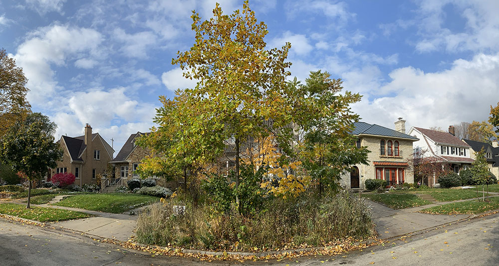 Ed Sternberg's controversial natural yard and pocket forest in Wauwatosa.