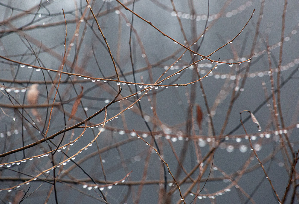 The fog condenses in lacy droplets on every available surface.