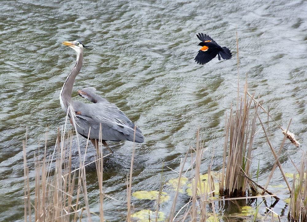 All around the perimeter of the park pond red-wing blackbirds had nests. I watched the great blue heron strut along the edge. When it got near a nest with eggs, the blackbird swooped down again and again to drive it away.