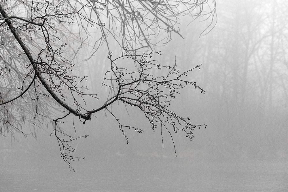 The graceful arc of a branch reaching out over a woodland pond reminds me of a Chinese painting.