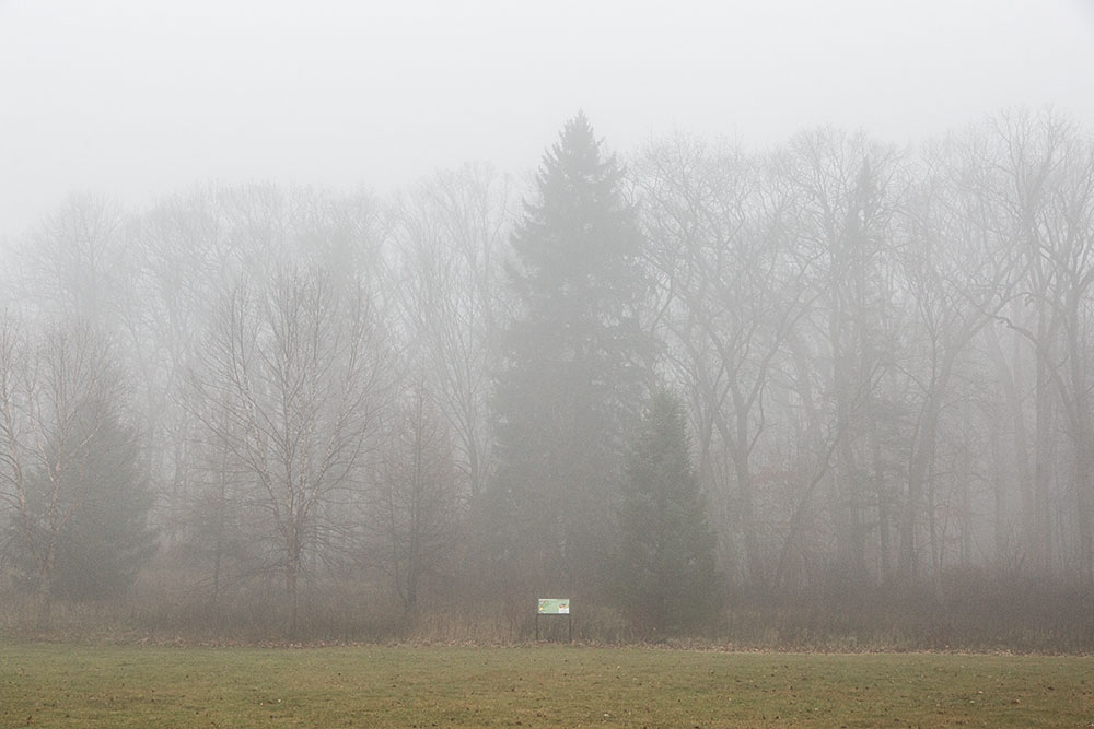 The plaque at the edge of the forest explains its importance as a migratory stopover, but this morning the entire forest seems to fade away.