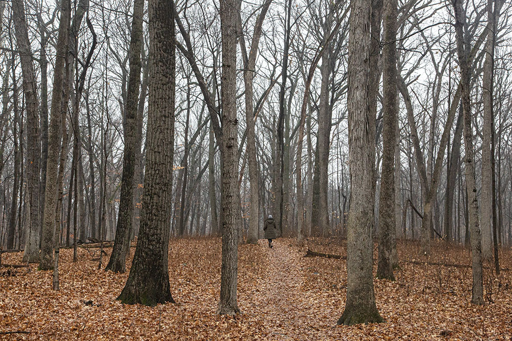 Winter composition in harmonies of brown and gray.