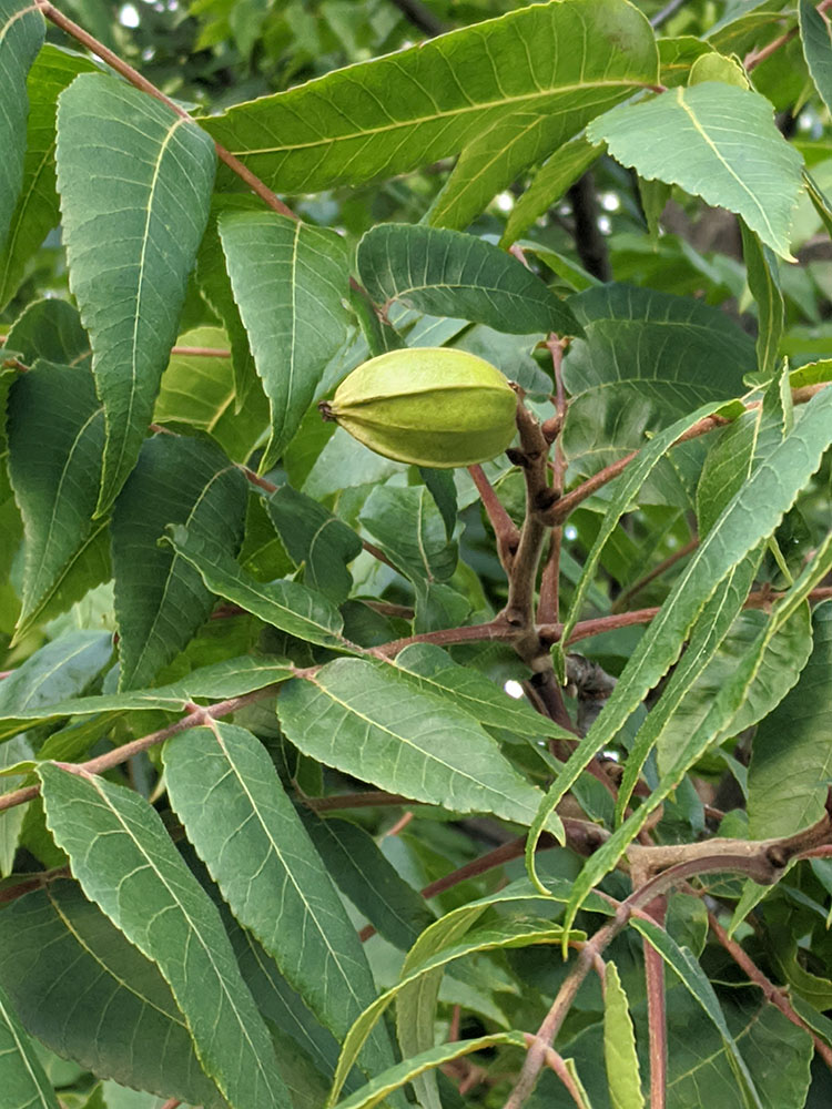 A first pecan, nearly mature.