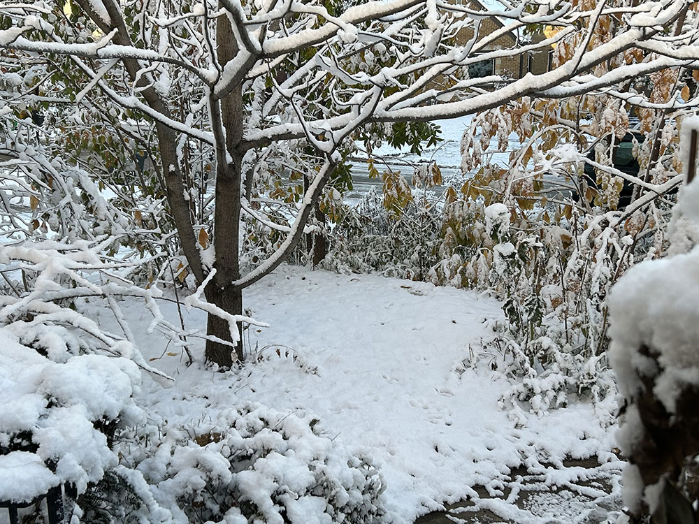 Pocket forest clearing, first snow.