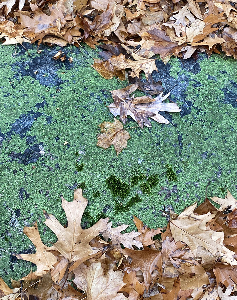 Lichens and moss on glacial boulders are among the few patches of color left in an otherwise brown and gray world.