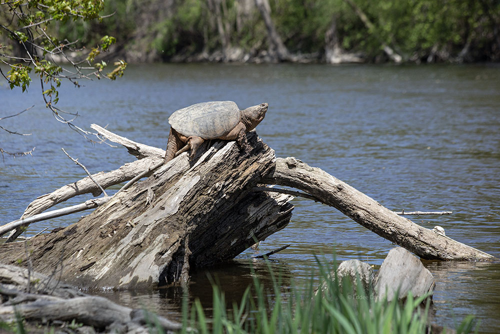 I watched in amazement as this big snapper climbed out of the water and clawed its way up to the apex for a bit of sunning. Mequon-Thiensville Riverwalk on the Milwaukee River, Thiensville.