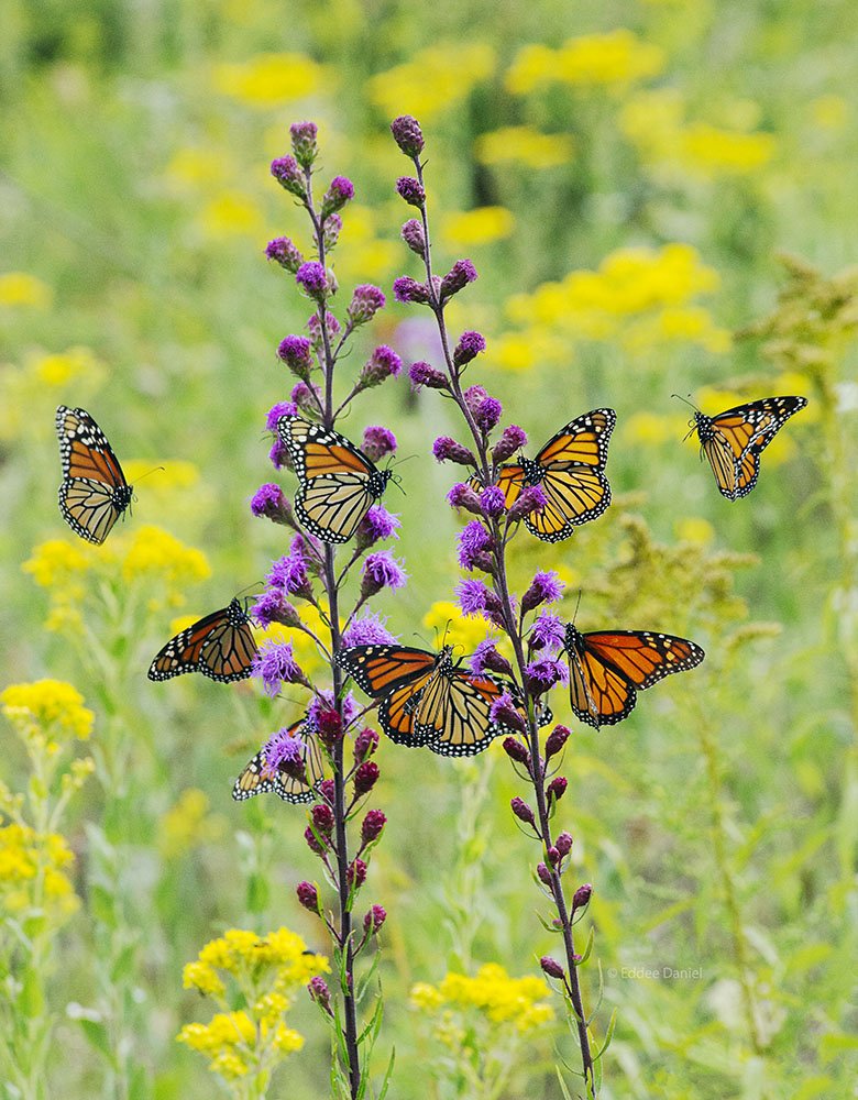 The Monarch Trail on the Milwaukee County Grounds in Wauwatosa has given me two of the most popular blog posts in five years of The Natural Realm, showing the magnificence of the annual migration. 