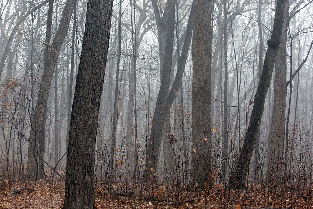 There is peace in the rhythms of the wood.