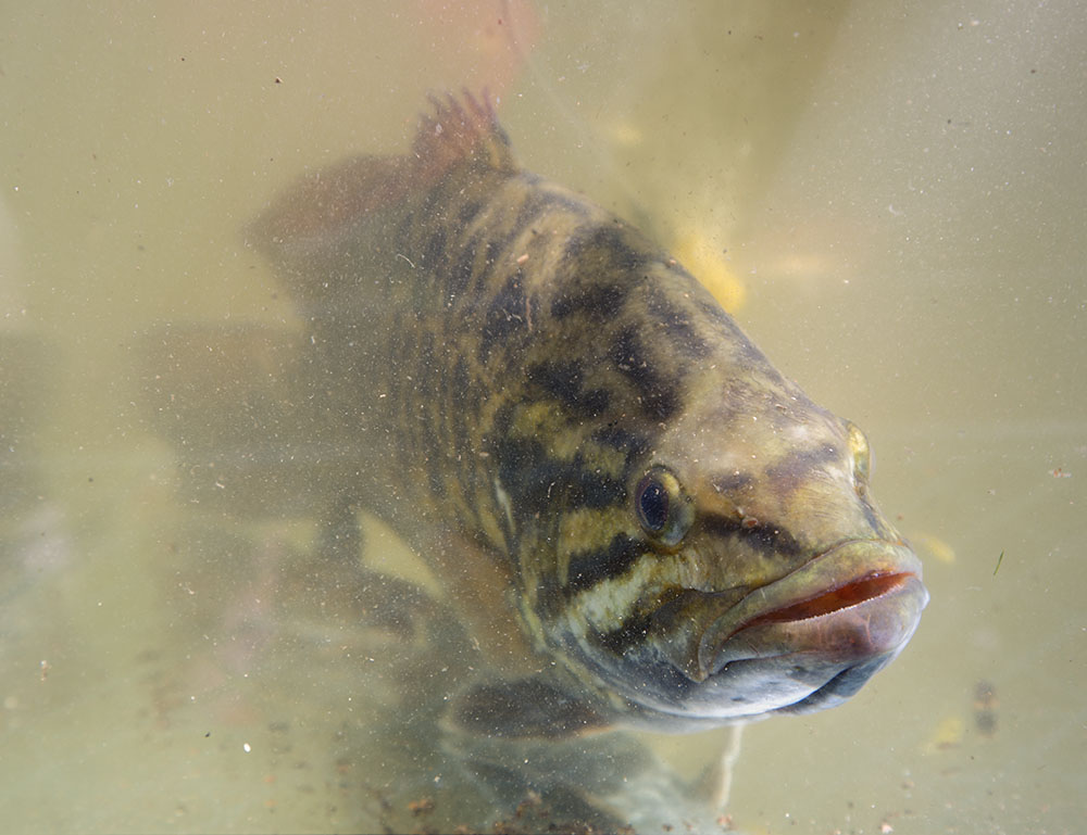 Some wildlife encounters are planned. This smallmouth bass was pulled from the Milwaukee River by Riveredge Nature Center staff. They placed it in a tank next to the river for visitors to see during a Treasures of OZ Eco-Tour.