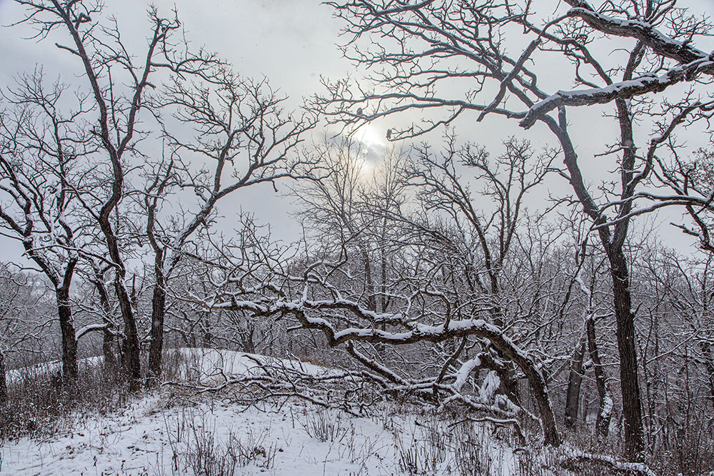 Sun peeking through wintry gloom on the mysterious hilltop at Genesee Oak Opening and Fen State Natural Area, Genesee.