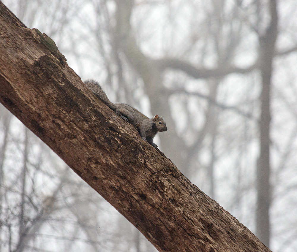 Squirrels, active all winter, greet me frequently.