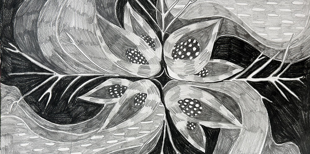 detail of drawing of skunk cabbage by the artist