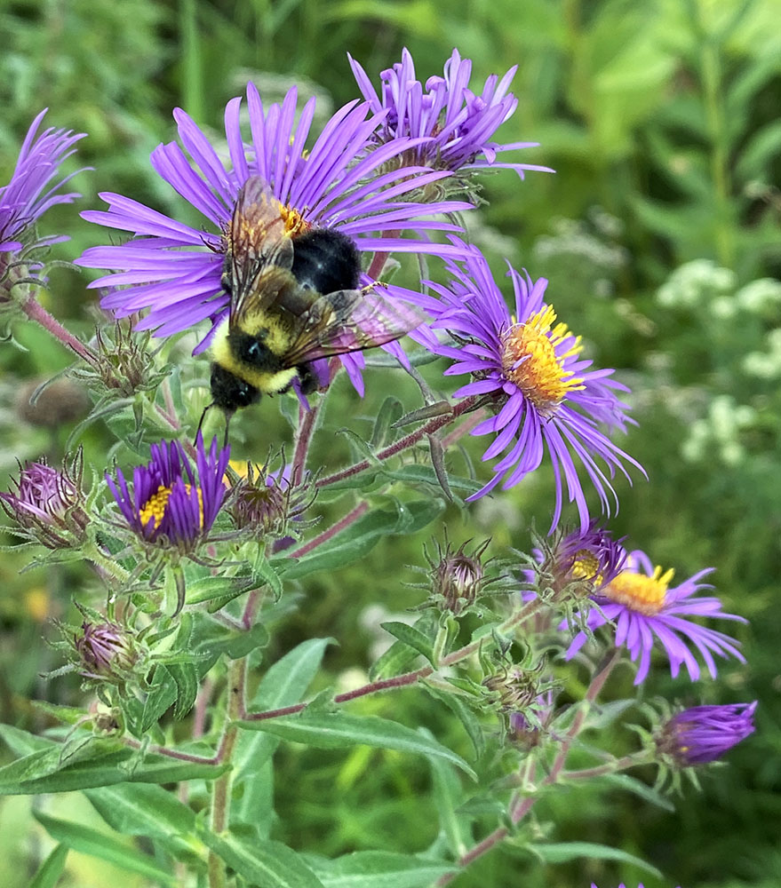 I was killing time in Turtle Park waiting for a meeting at River Revitalization Foundation when I saw this bumblebee buzzing around the asters. It wasn't until the folks at RRF saw the photo and got excited that I realized I had caught the first sighting of an endangered Rusty-patch bumblebee in the park.