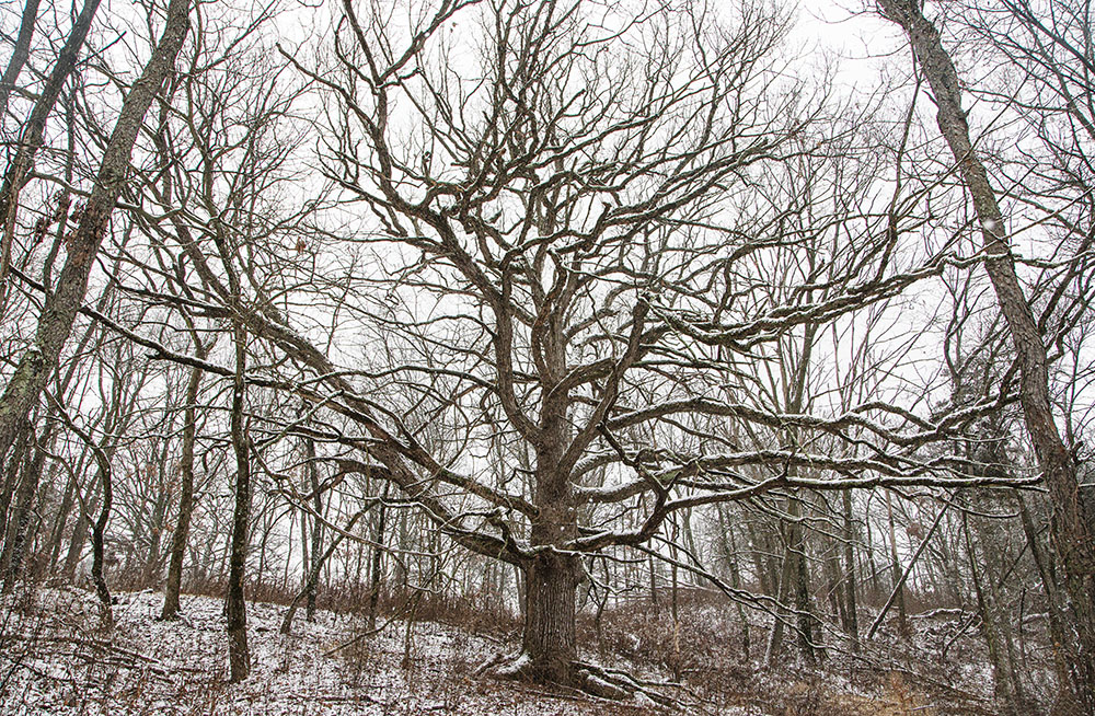 An enormous bur oak that could be 200 years old.