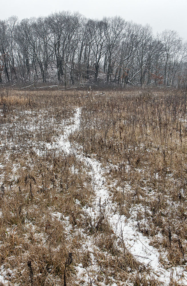 The dusting of snow makes an animal trail across the meadow easy to identify.