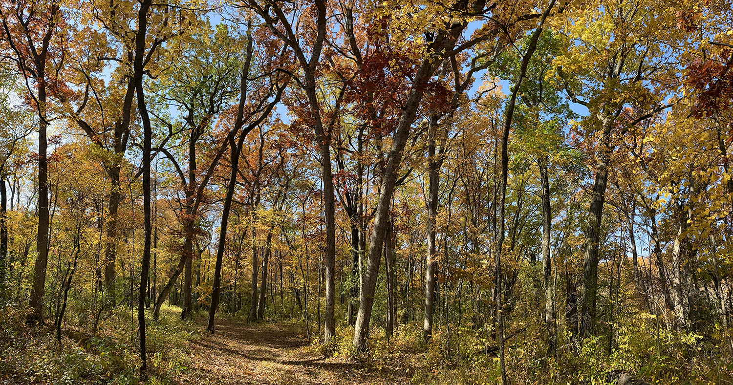 Panorama of woodland in autumn