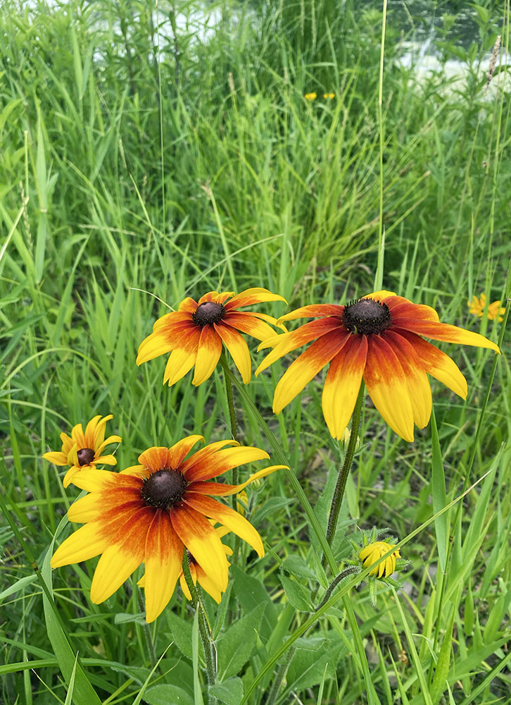 It's always a bonus to stop and smell the flowers along the way! Black-eyed Susans in this case.