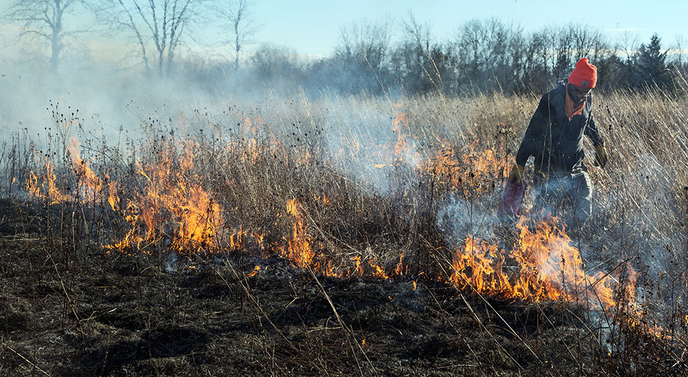 A controlled burn underway at Forest Beach Migratory Preserve