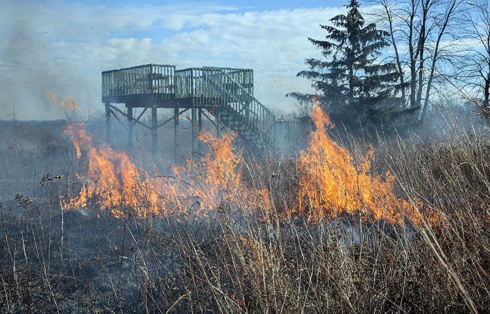 The famous Forest Beach Migratory Preserve Hawk Watch Tower remains safely outside the fire break.