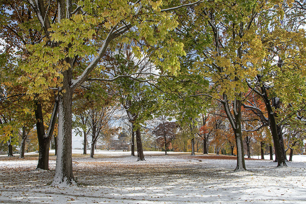 A distant view of the Basilica of St. Josaphat through the trees at Kosciuszcko Park.